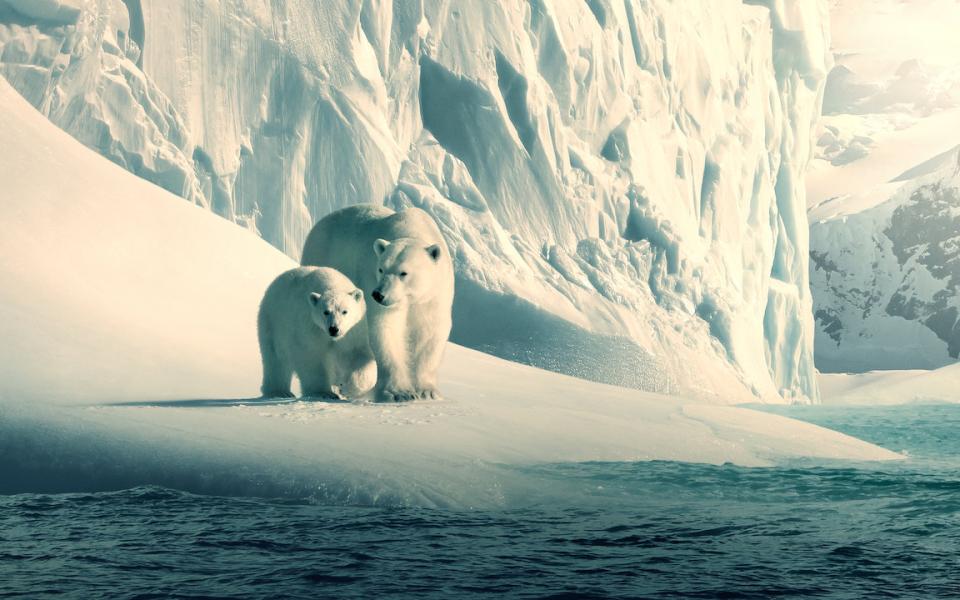 Two polar bears, from Netflix's Our Planet documentary series